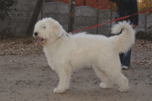  สุนัขพันธุ์ South Russian Shepherd