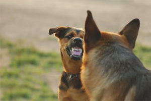  Hur man missförstår en hund för att rusa på andra hundar