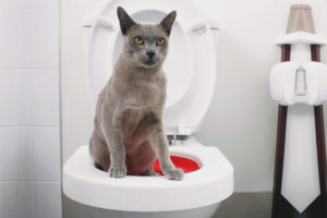  Cómo enseñar a un gato a ir al baño.