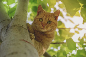  Cómo quitar un gato de un árbol