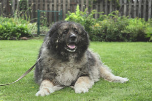  Caucasian Shepherd