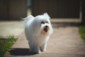  Coton de tulear