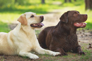  Labrador retriever