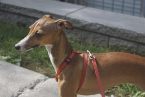  Galgo italiano