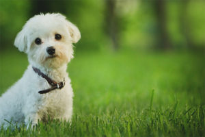  Maltese dog