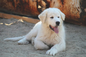  Perro de montaña de los Pirineos