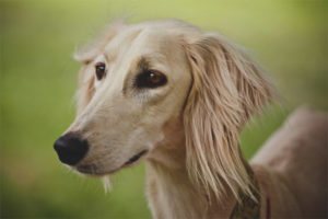  Saluki