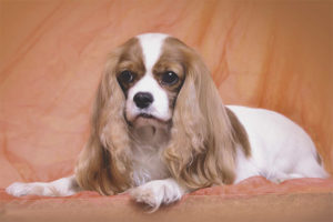  Perro Cavalier King Charles Spaniel