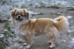  Tibetan Spaniel