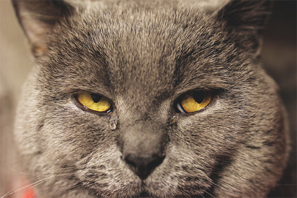 Đôi mắt chảy nước mắt của mèo: tại sao và phải làm gì?