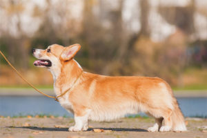  Galés Corgi Pembroke