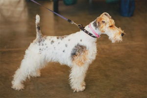  Fox Terrier