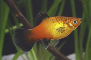  Petilia aquarium fish