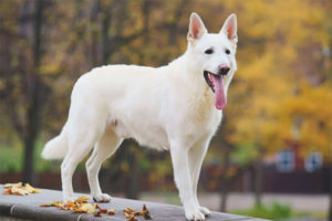  White Swiss Shepherd