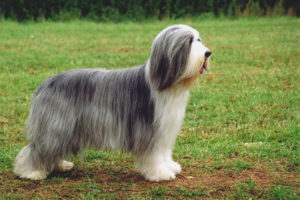  Bearded collie