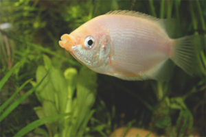  Kissing gourami