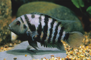  Tsikhlazoma black-striped