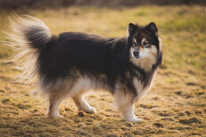  Lapphund của Phần Lan