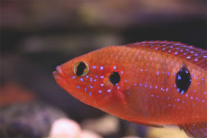  Chromis-guapo