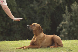  ¡Cómo enseñar al equipo de perros a acostarse!