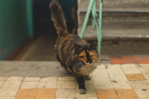  Cómo destetar a los gatos en la escalera.