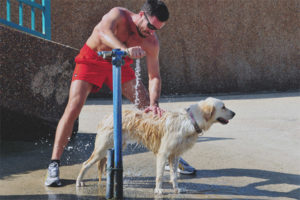  Cómo ayudar al perro en el calor.