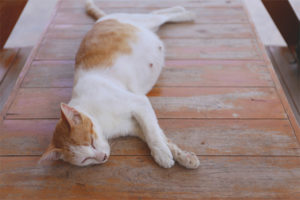  Como entender que el gato pronto dará a luz.