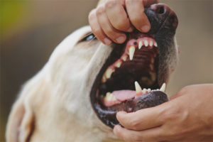  Como entender que un perro tiene dientes.