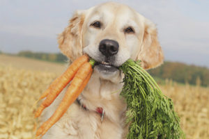  Những gì rau và thảo mộc có thể là một con chó