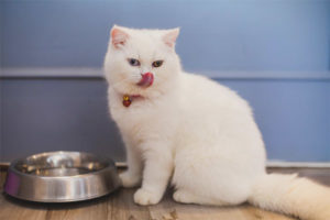  El gato se niega a comer.