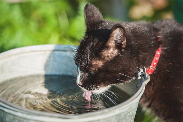  القط يشرب الكثير من الماء