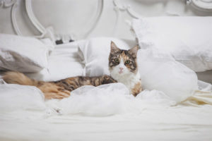  Gato orinando en la cama