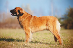  Leonberger