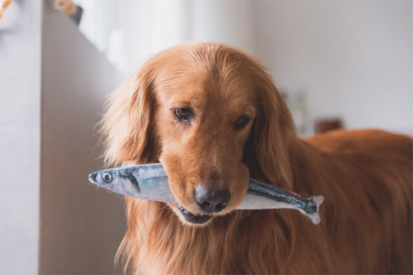 Có thể cho chó ăn cá không?