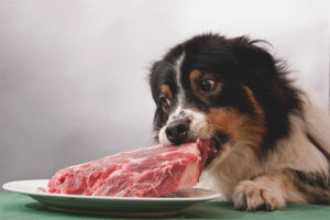  Je možné dať psom bravčové mäso