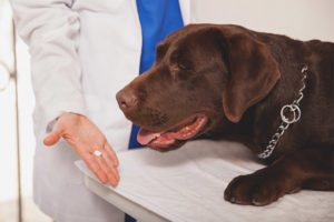  Ar įmanoma duoti šuniui aspirino