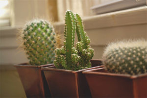  ¿Es posible mantener los cactus en casa?