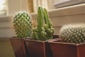  È possibile mantenere i cactus a casa