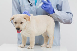  Μπορώ να περπατήσω το σκυλί μετά τον εμβολιασμό