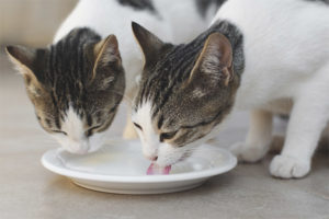  Maaari bang bigyan ng gatas ang pusa