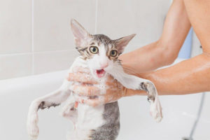  Maaari ko bang hugasan ang aking pusa na may regular na shampoo?