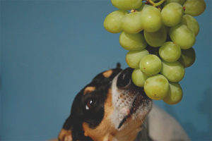  يمكن أن تعطي الكلاب العنب