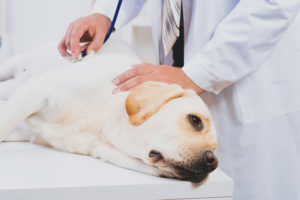  Δηλητηρίαση με δηλητήριο αρουραίων σε σκύλους