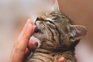  ¿Por qué los gatos y los gatos lamen a la gente?