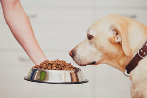 لماذا الكلب لا يأكل الطعام الجاف