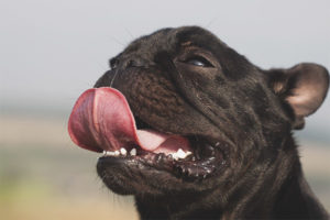  왜 개가 혀를 내밀어 놓은거야?