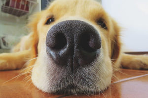  Защо кучетата имат влажен нос