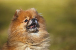  Pomerania spitz