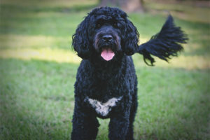  Portuguese water dog