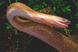  Moray de agua dulce